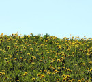 DANDELIONS